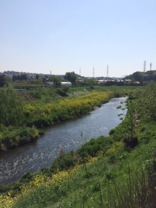 鶴見川　菜の花 (1)